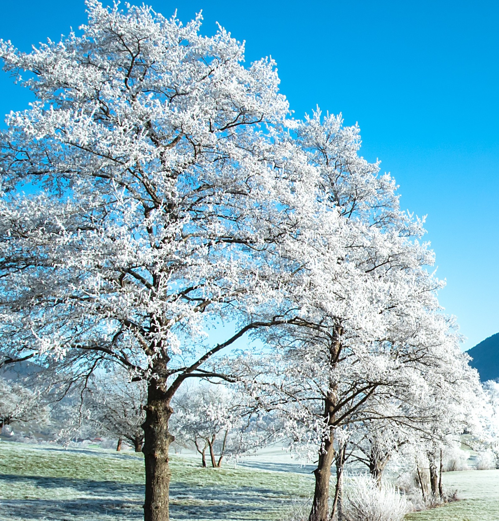 Frost