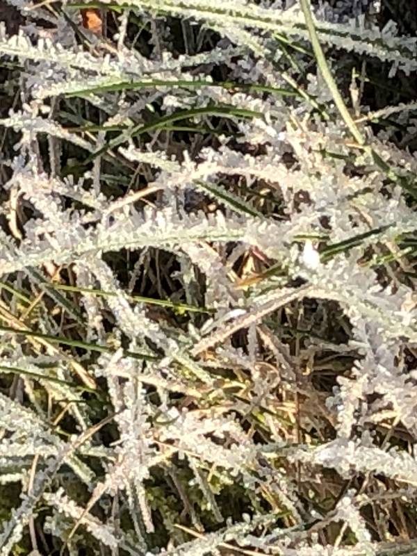 RISK FÖR FROST